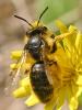 Andrena sp.